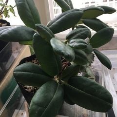 盆栽を45鉢小品全部で一括で札幌市内