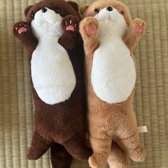 かわうそ＊ねこ