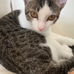 里親探しています