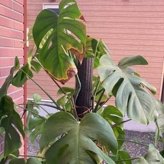 モンステラタワー室内観葉植物（インテリアに）の画像