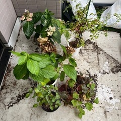 紫陽花　クレマチス　ルリマツリなど