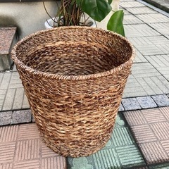 モンステラタワー室内観葉植物（インテリアに）の画像