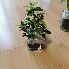 ニトリ　イケア　フェイクグリーン　観葉植物の画像