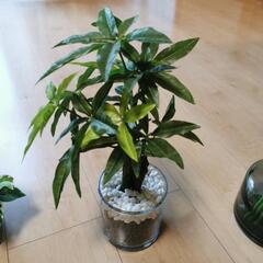 ニトリ　イケア　フェイクグリーン　観葉植物の画像