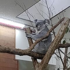 １０月　２日（日）【番外編】コアラとクオッカが人気の埼玉県こども動物自然公園と箭弓稲荷神社　東武東上線高坂駅　１２時３０分 - その他