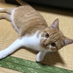 里親募集。5ヶ月。オス。