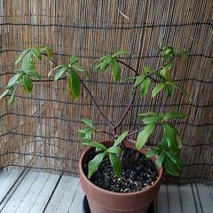 沈丁花(白)売ります