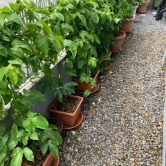 パッションフルーツ　鉢植え　実付きの画像