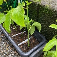 パッションフルーツ　鉢植え　実付きの画像