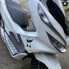 PCX JF81