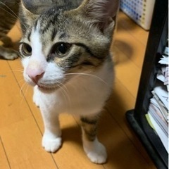 オス２匹、メス１匹の３兄弟です。