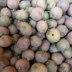 1箱限定　じゃがいも種芋小10K ニシユタカ　約900個の画像