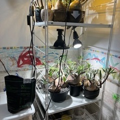 植物育成棚　塊根植物　グラキリス　観葉植物