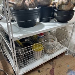 植物育成棚　塊根植物　グラキリス　観葉植物の画像