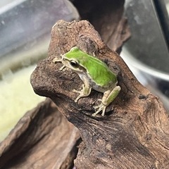 ニホンアマガエル　•   カエル　•   両生類