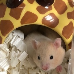 ゴールデンハムスターメス