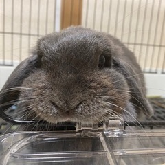うさぎ（ホーランドロップ）里親　候補者様決まりました。皆さまあり...