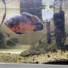 熱帯魚「ルビーレットオスカー、プレコ」