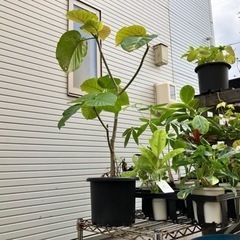 観葉植物　ウンベラータ　アロカシアバンビーノ　鉢ごと