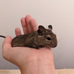 生後1ヶ月のデグーの里親募集です。 - その他