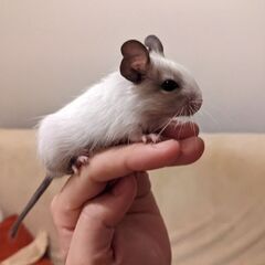 生後1ヶ月のデグーの里親募集です。