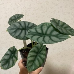 アロカシア　シルバードラゴン