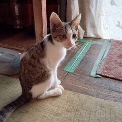 過酷な環境にいる猫達を助けてくだる里親さん