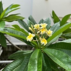 プルメリア🌼切り枝・小