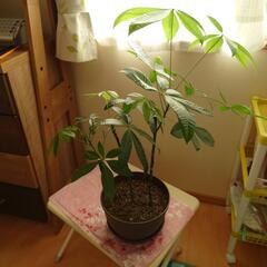 〔差し上げます！〕パキラの鉢植えの画像