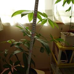 〔差し上げます！〕パキラの鉢植えの画像