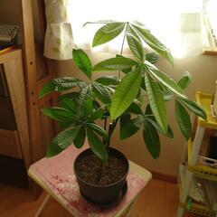 〔差し上げます！〕パキラの鉢植え