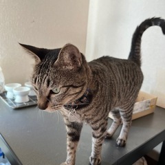 ４歳のキジトラ【ノア】♀