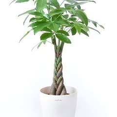 パキラ　観葉植物