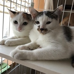 4~5ヶ月のキジ白君と三毛ちゃん兄妹🐱 - 葛飾区
