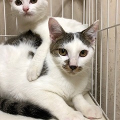 4~5ヶ月のキジ白君と三毛ちゃん兄妹🐱 - 猫