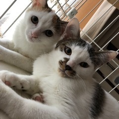 4~5ヶ月のキジ白君と三毛ちゃん兄妹🐱