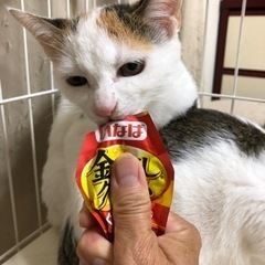 4~5ヶ月のキジ白君と三毛ちゃん兄妹🐱 − 東京都