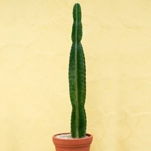 柱サボテン　観葉植物
