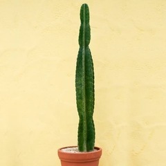 柱サボテン　観葉植物