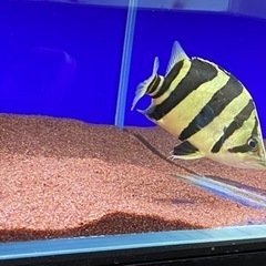 ダトニオ　リアルバンド　スマトラ産の画像