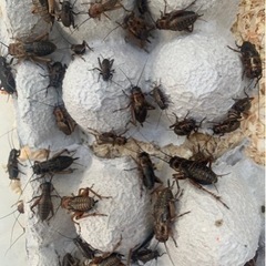 爬虫類、虫