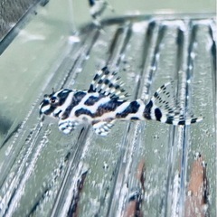 ⭐️取引完了【第14弾キンペコ】★20mm±-25mm±の画像