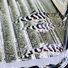 ⭐️取引完了【第14弾キンペコ】★20mm±-25mm±の画像