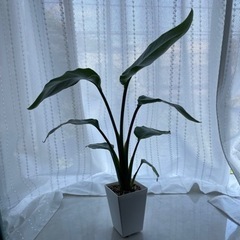 観葉植物 ストレリチアオーガスタ