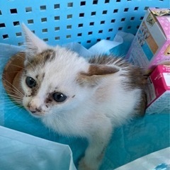 里親募集中です。