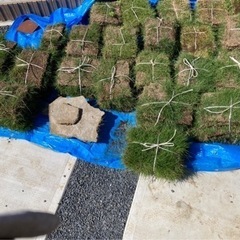 芝生　全部持っていってくれる方の画像