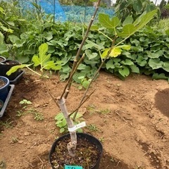 いちじく苗　夏果