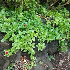 無料🌿🌹🌿ベビーサンローズ‼️