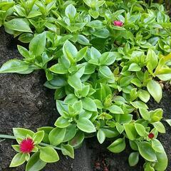 無料🌿🌹🌿ベビーサンローズ‼️の画像