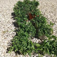 無料🌿🌹🌿ベビーサンローズ‼️の画像